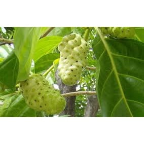 Nhàu Lát Khô Best One Túi 250g/500g - Ảnh 4